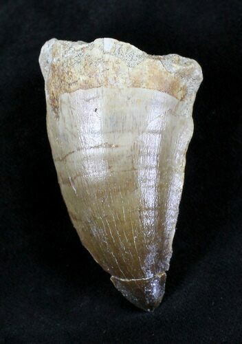 XL Mosasaur (Prognathodon) Tooth #20541